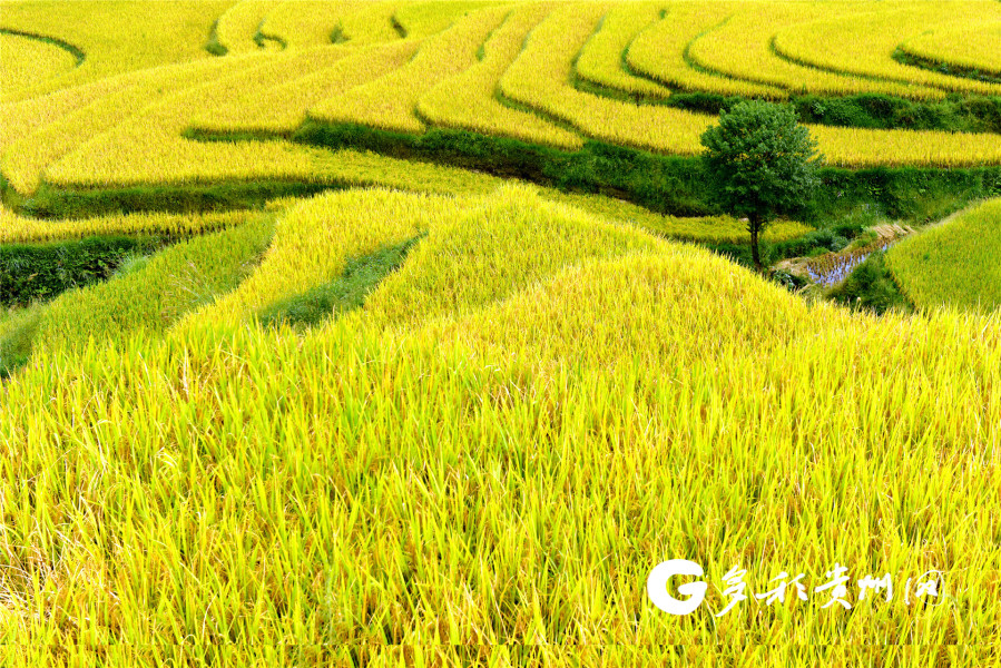 远山的呼唤:要让千亩梯田换新颜|手机广西网