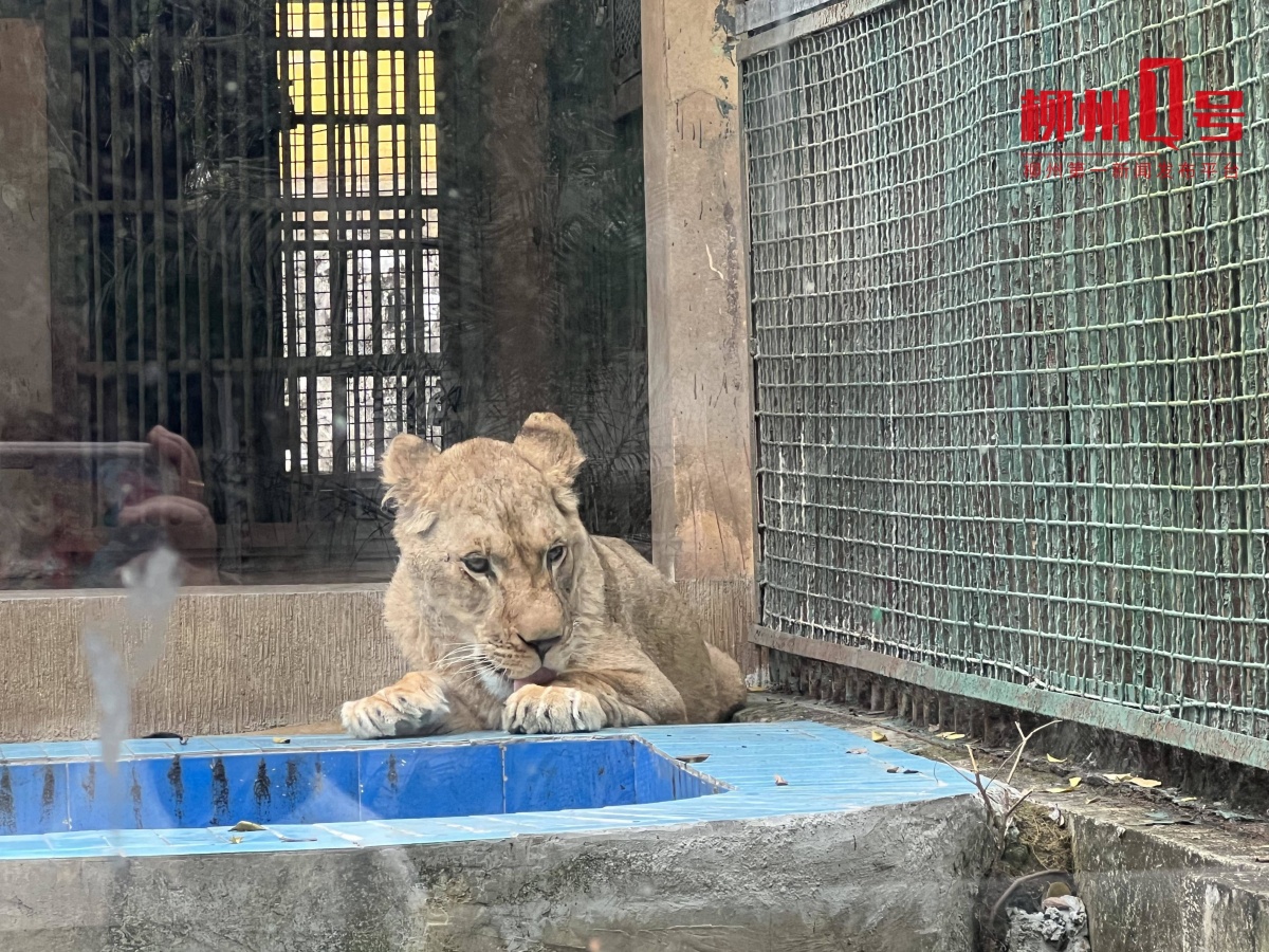 柳州动物园喜添一只狮宝宝