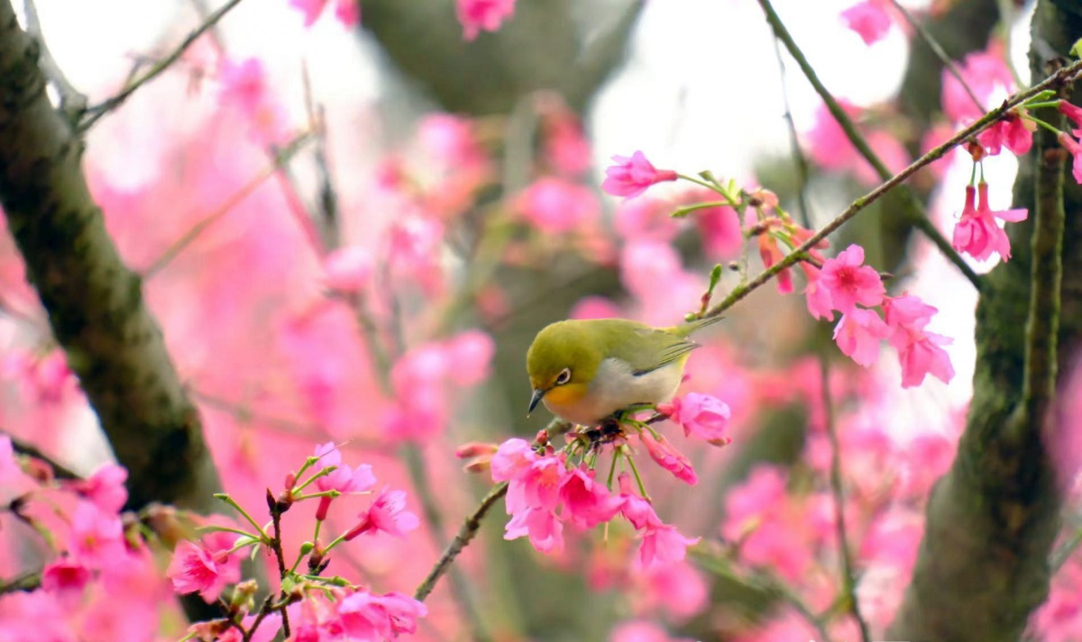南宁石门公园樱花绽放，赶紧来一场“浪漫之约”