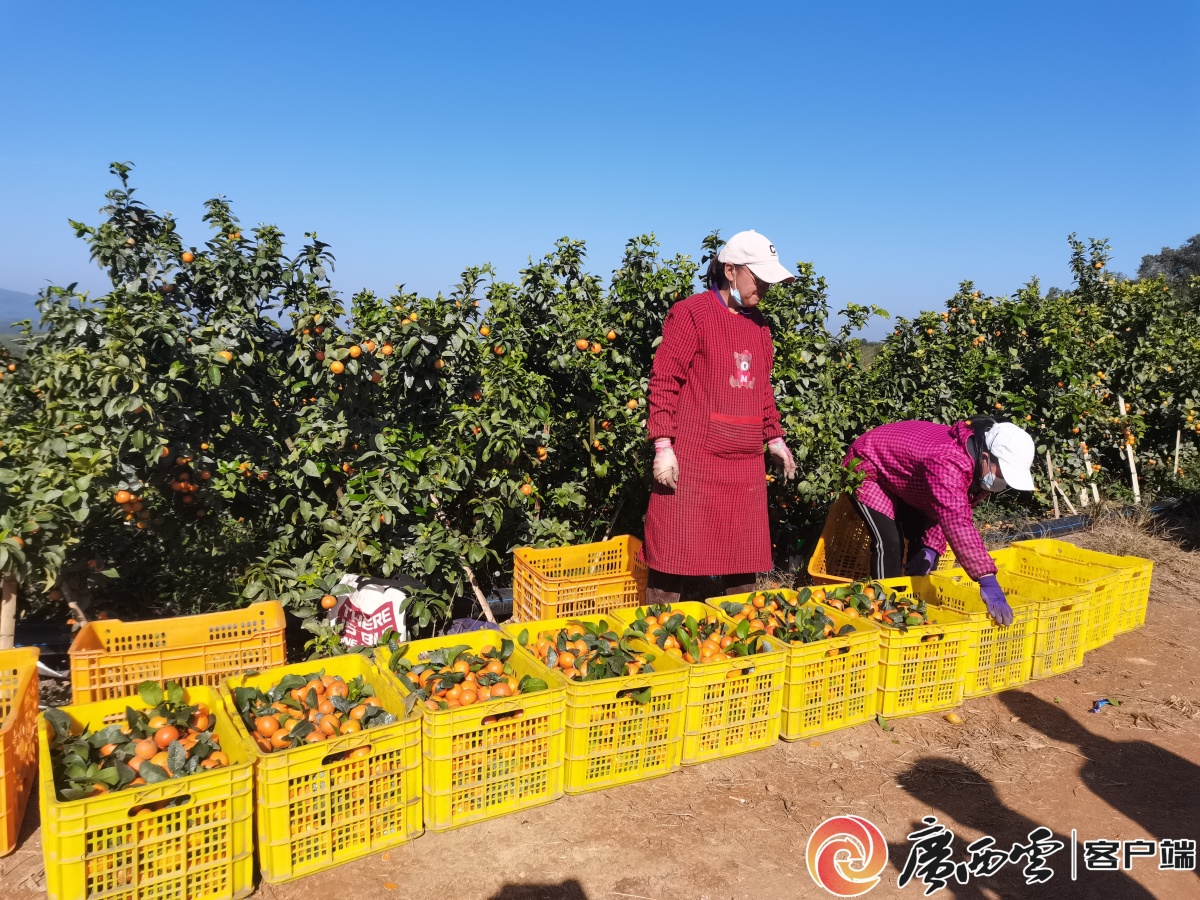 突出党建引领走出农业振兴发展新路子——来宾市象州县水晶乡金秋砂糖桔“抢鲜”上市(图3)