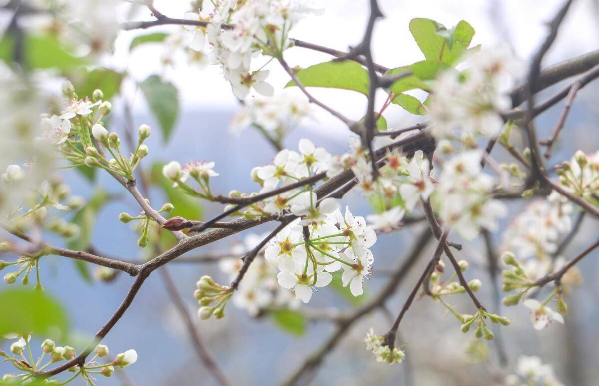 高清图集：花海迎客，钦州市钦北区碗窑村新年梨花开