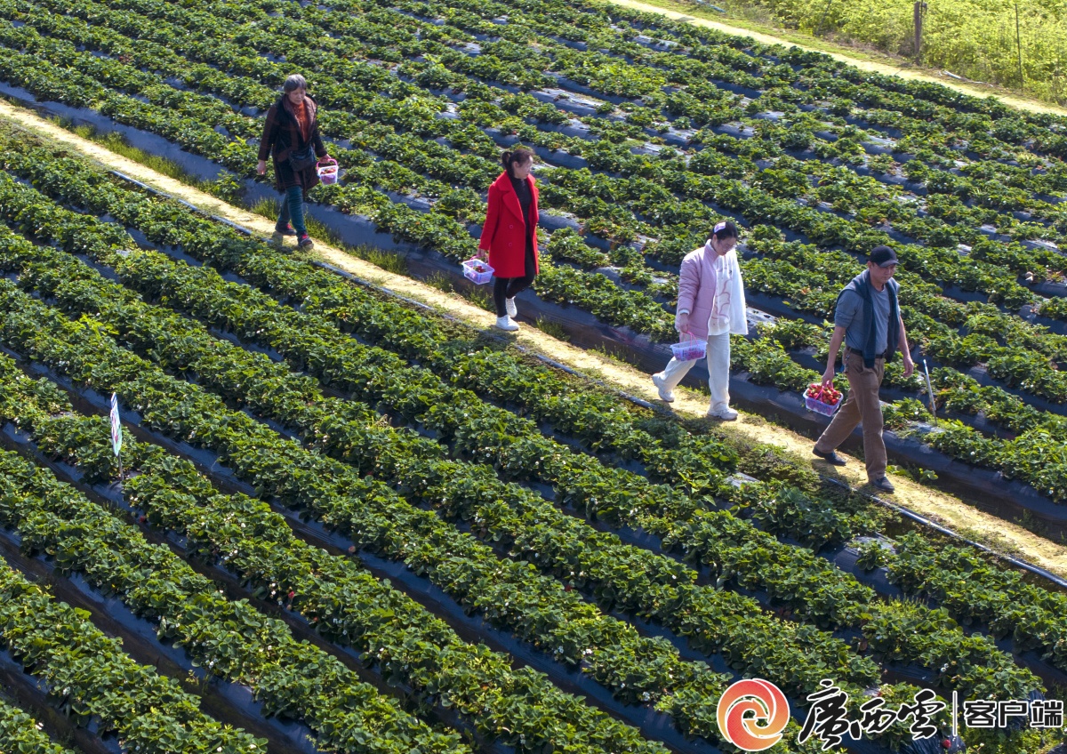 绿苑草莓采摘图片