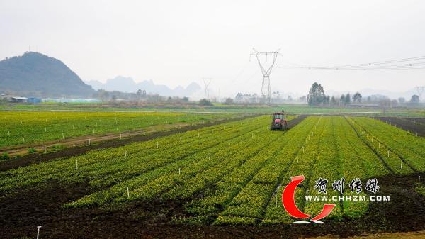 贺州市钟山县:春意浓 春耕忙|手机广西网