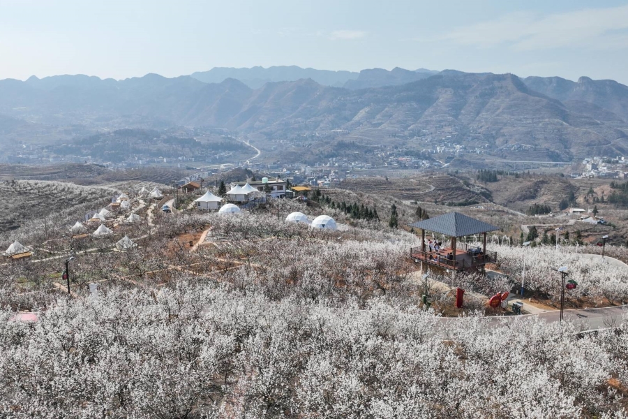 贵州纳雍:樱桃花开引客来-广西新闻网