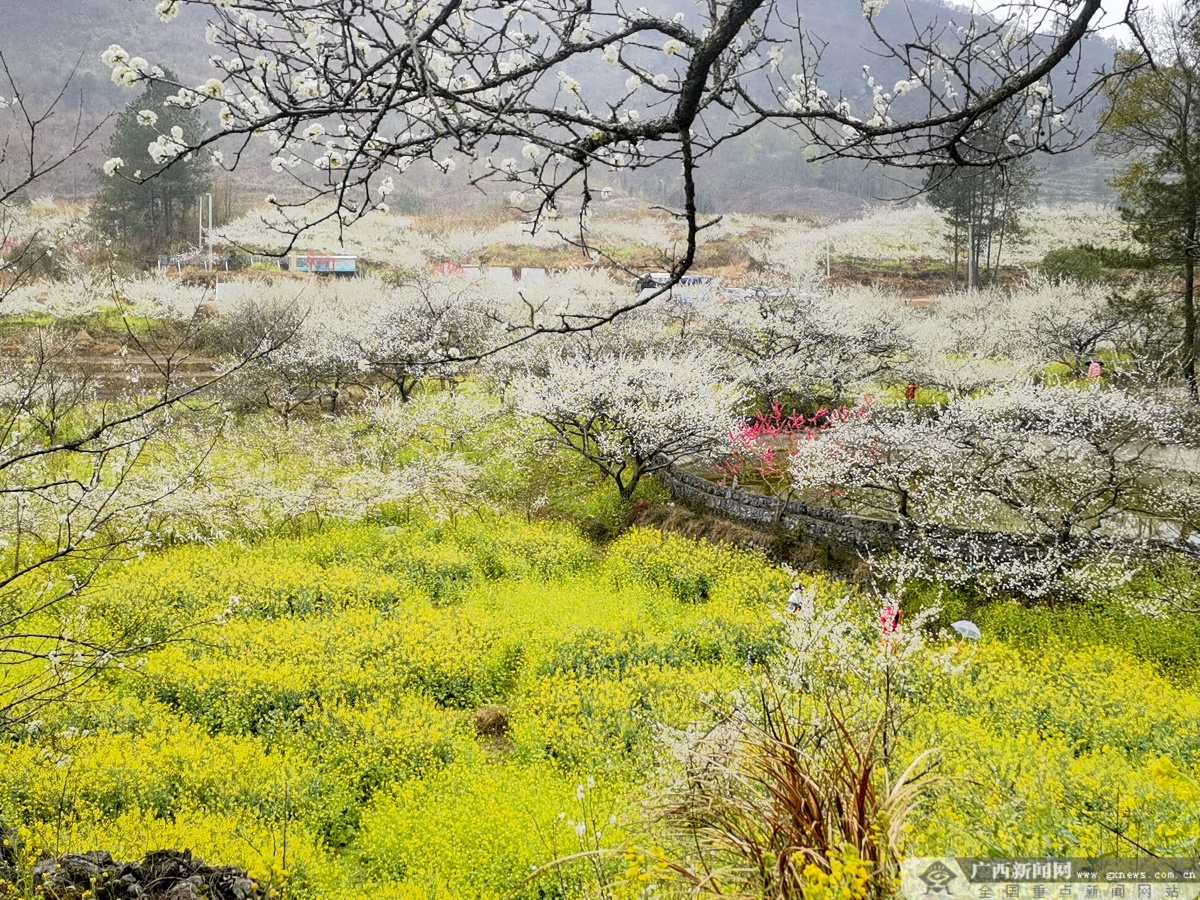 南丹城关镇千亩李花竞相绽放