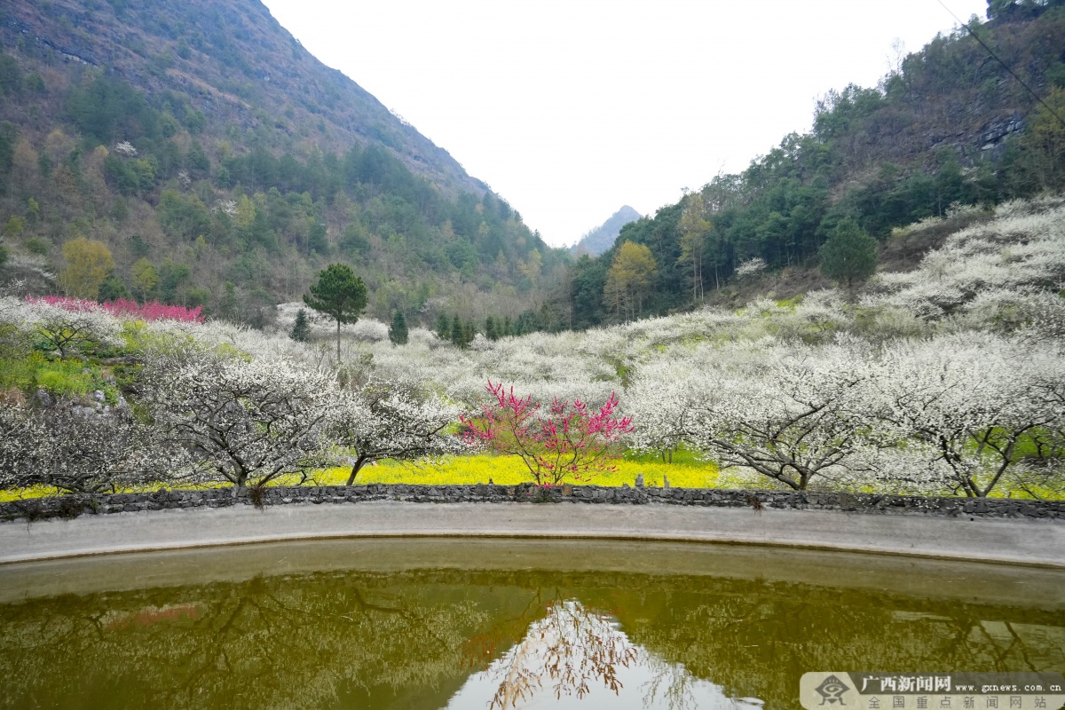 南丹城关镇千亩李花竞相绽放