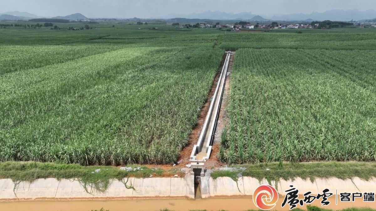 桂中治旱乐滩水库引水工程全面通水一周年曾经旱片变粮仓