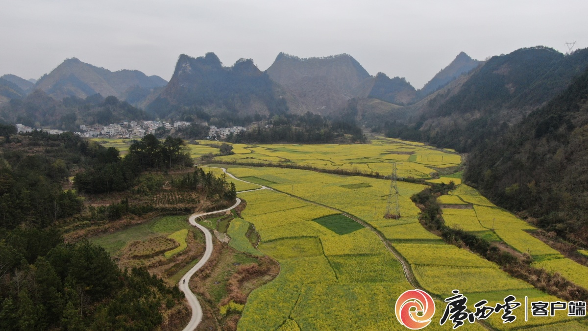 南丹油菜花开景如画