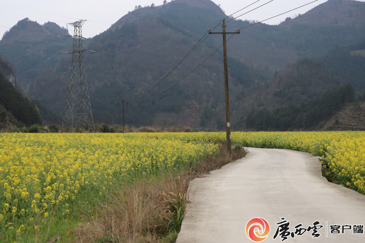 南丹油菜花开景如画