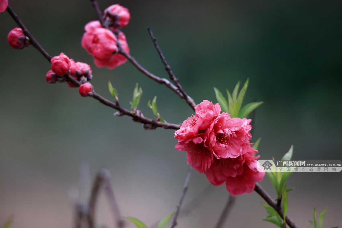 桃花李花竞相开放图片