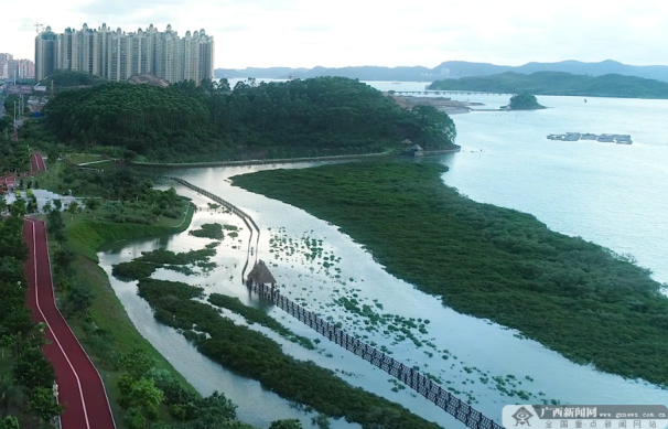 防城港人大立法监督守护蔚蓝海洋 绘就生态画卷-广西新闻网