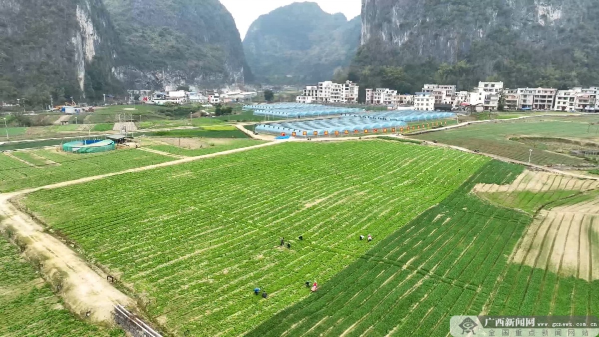 河池凤山擂响春耕战鼓不负春