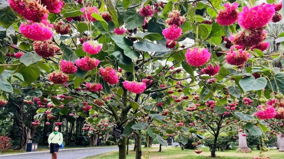 一树繁花 南宁这个公园162株非洲芙蓉"抱团"盛开