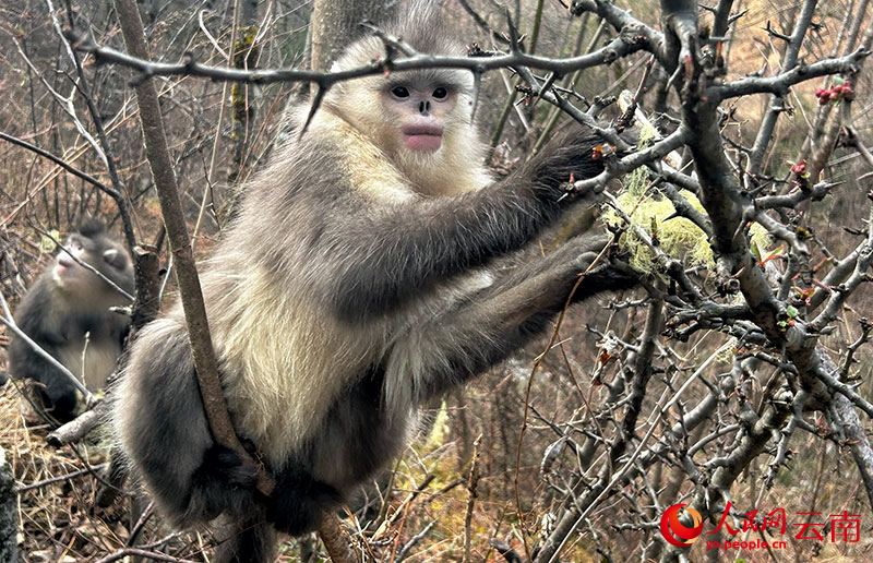 云南白马雪山国家级自然保护区内的滇金丝猴.