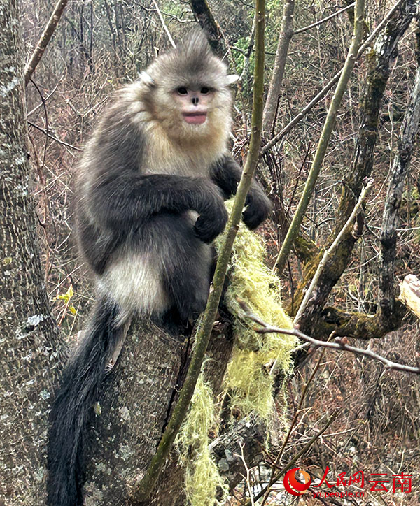 云南白马雪山国家级自然保护区内的滇金丝猴.