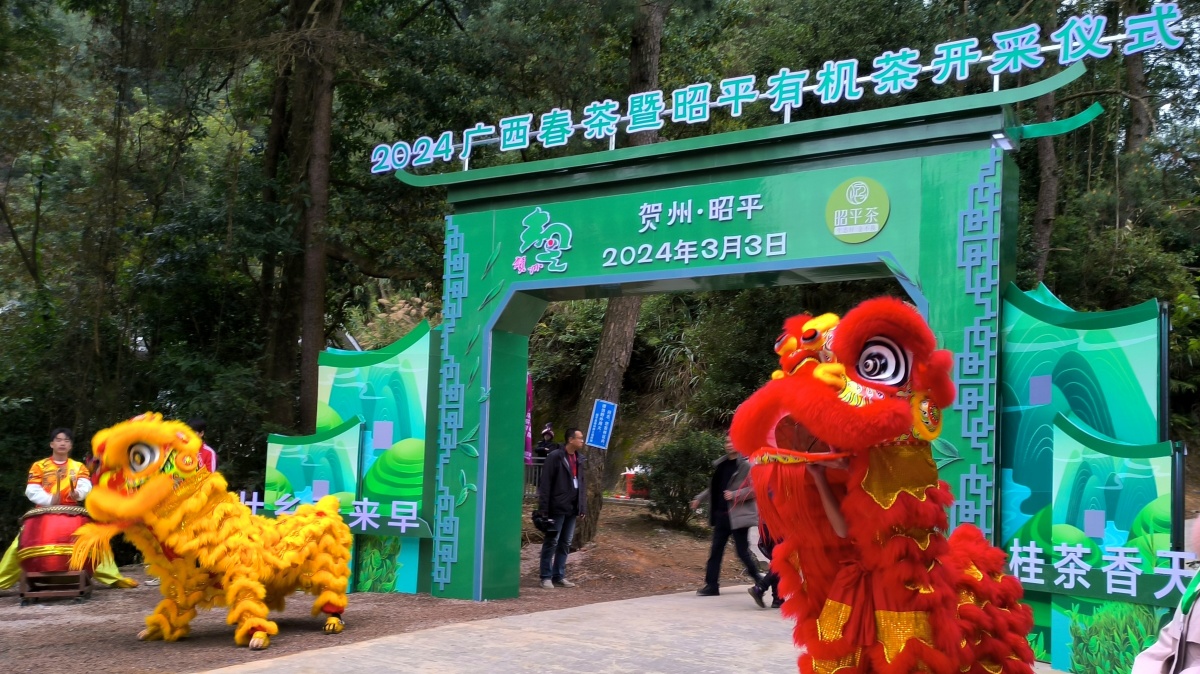 壮乡春来早桂茶香天下2024广西春茶暨昭平有机茶开采系列活动启动仪式