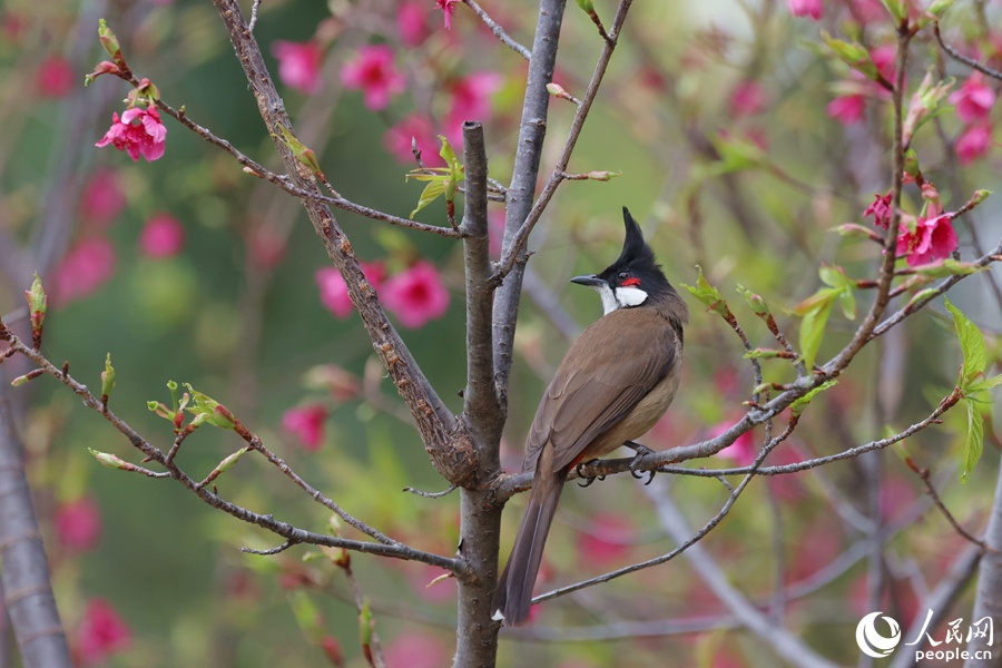 厦门绯樱上红妆秀鸟报春来