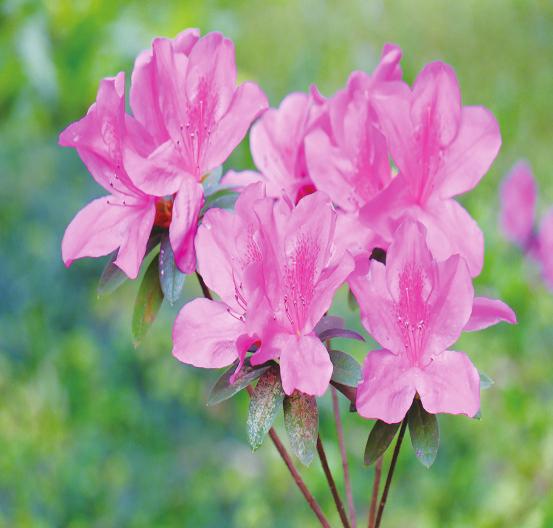 走踏青赏花去南宁市花卉公园多种草本植物花卉盛开