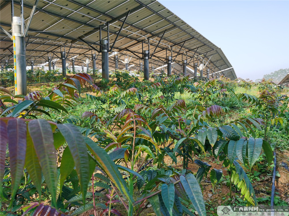 香椿种植产业成上思县村集体经济增收新秀