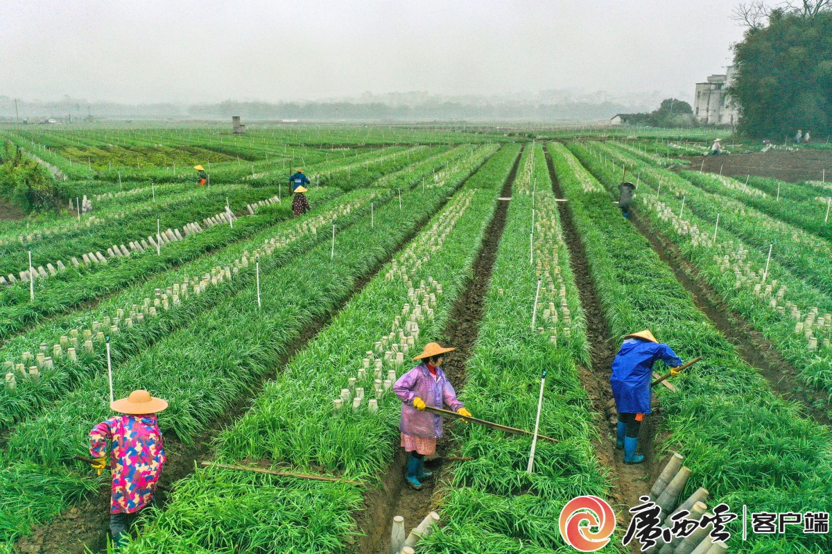 3月3日,在藤县金鸡镇同荣村,村民在田间管护韭菜.