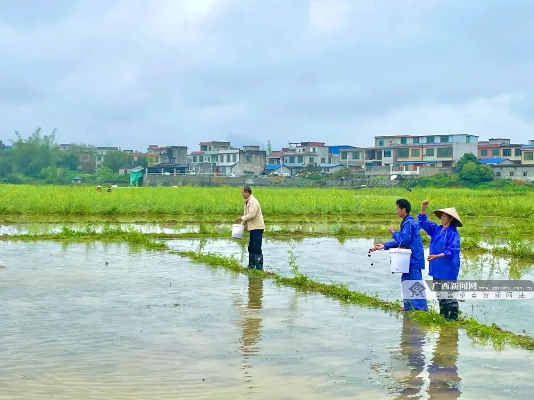 柳州市柳江区穿山镇:学习运用"千万工程"经验 打造乡村振兴平地样板