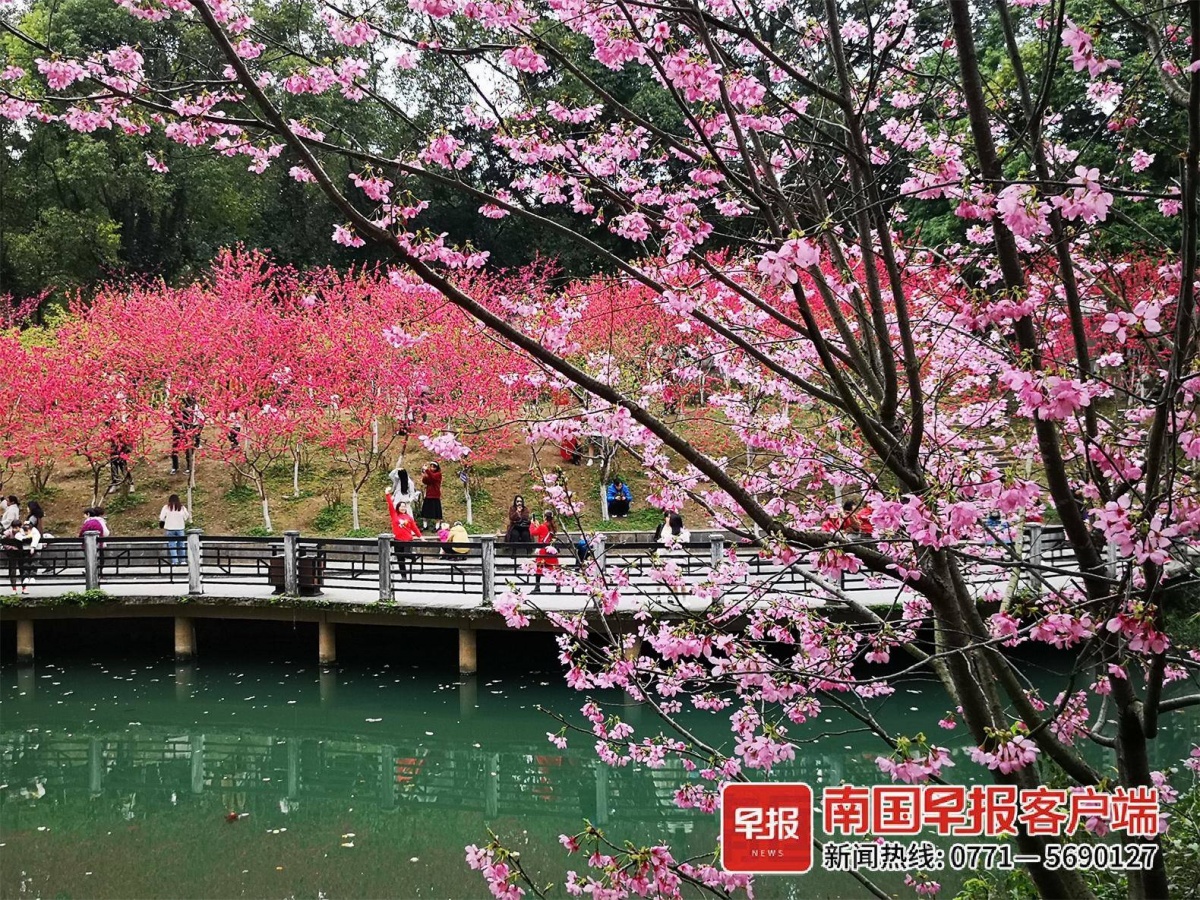 花都开好了!桂林人的朋友圈开启赏花"摄影大赛"-广西新闻网