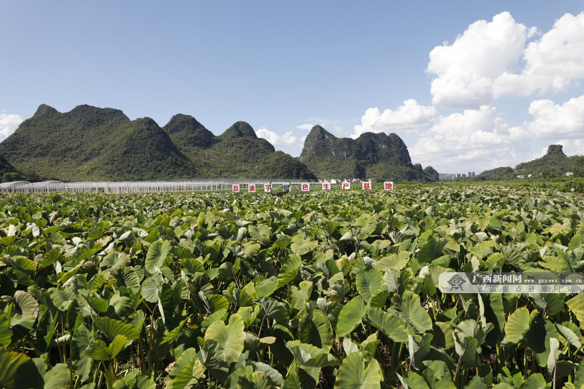 为此,荔浦市将农业产业链连接农业,加工制造业及服务业三大产业,覆盖