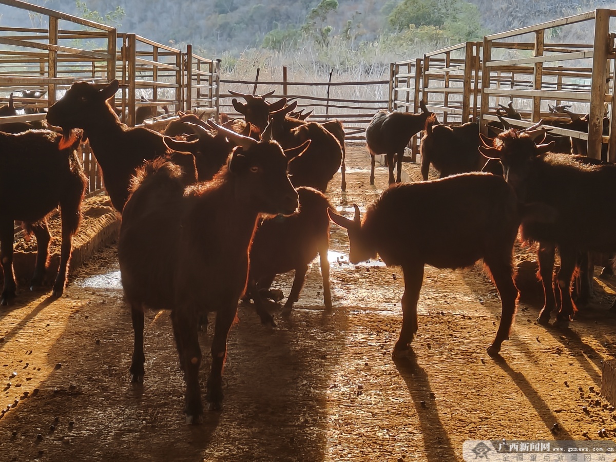 田林那腊村林下养殖走向致富羊光道