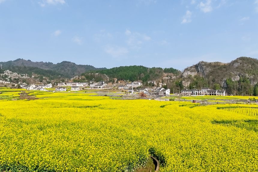 贵阳市周边油菜花景点图片