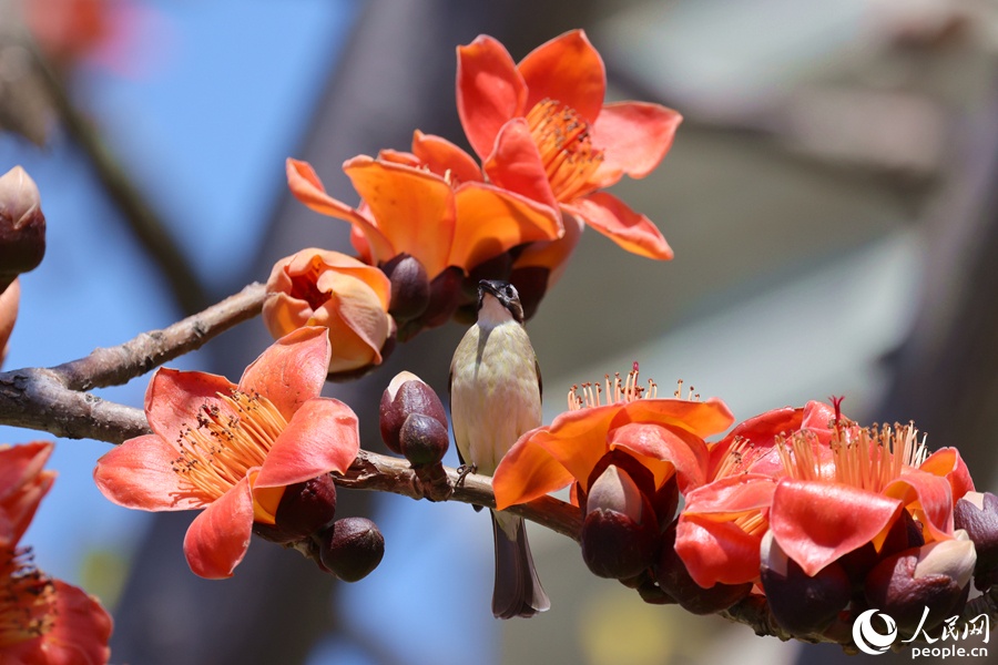 厦门木棉花开红似火百鸟争鸣映画卷