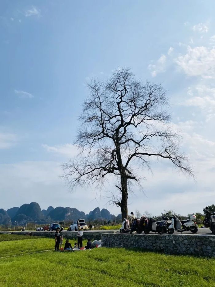 傲然孤立于柘漓的田野,它是"桂林最孤独的树"-广西新闻网