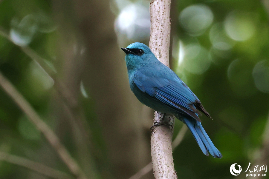 如一颗镶嵌枝头的蓝宝石高颜值铜蓝鹟为厦门增春色