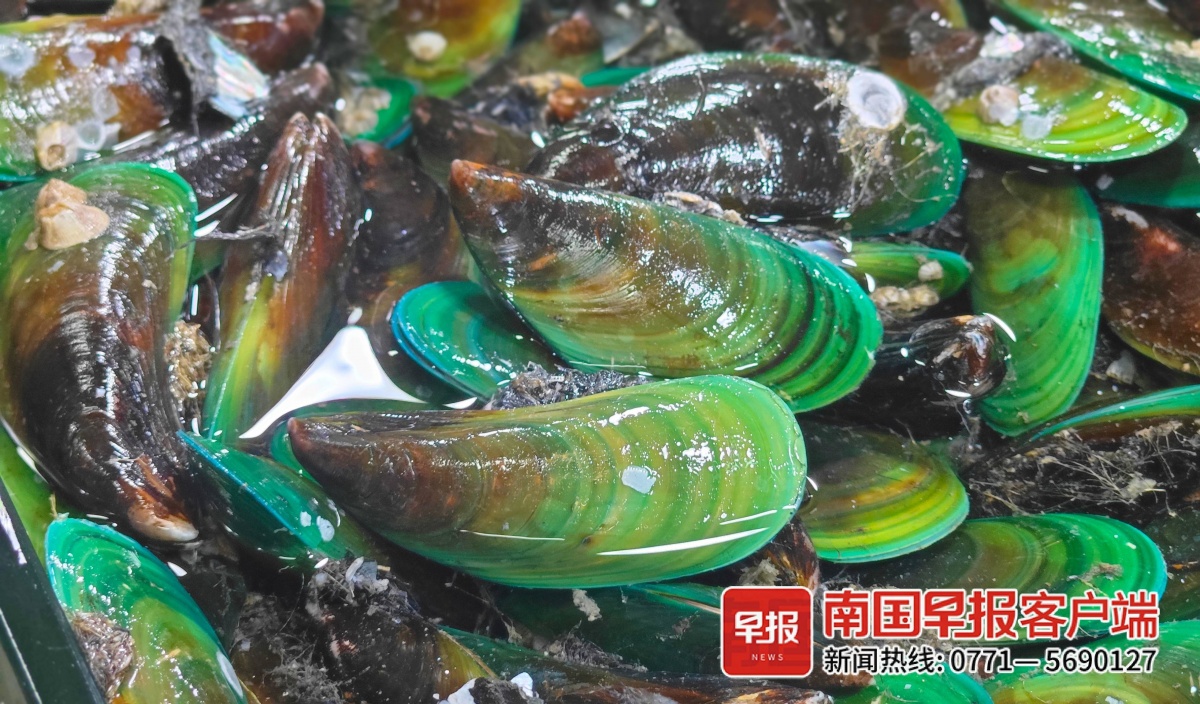 南宁螺贝海鲜大量上市-广西新闻网