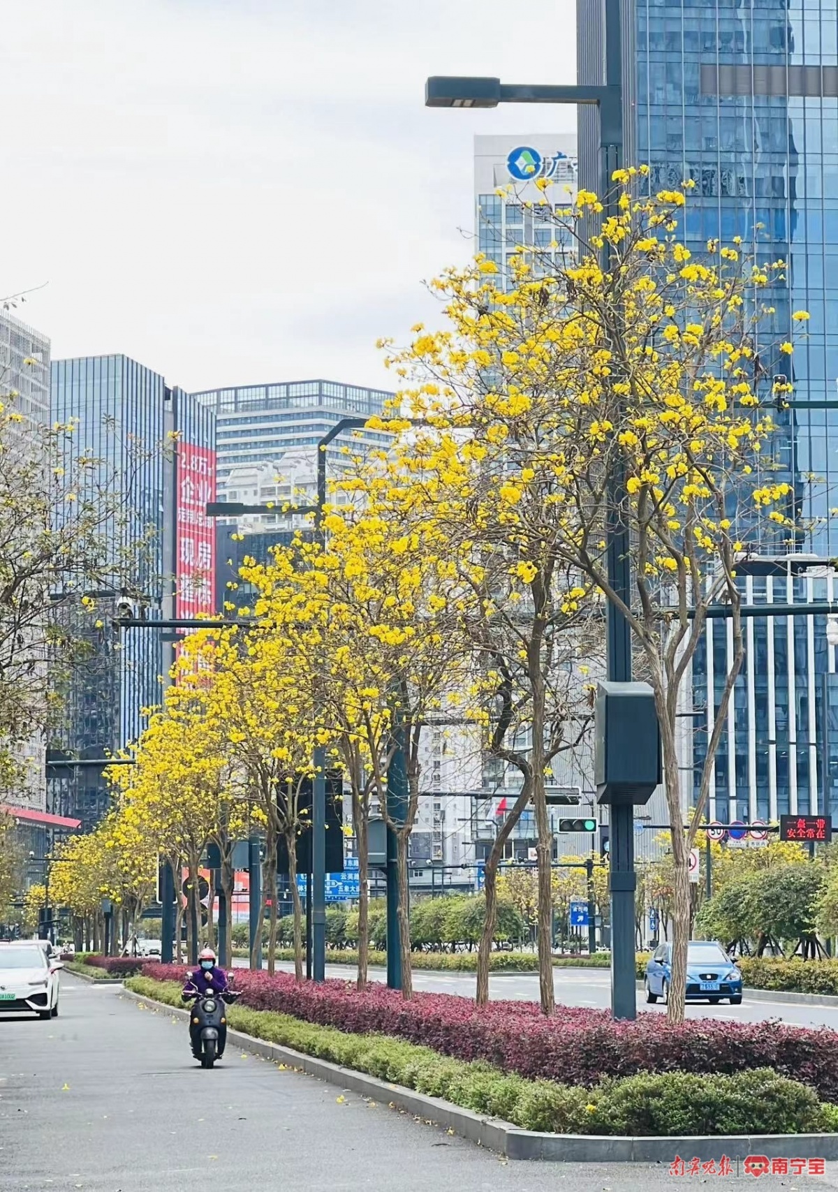 气温回暖攀升,南宁黄花风铃木悄然绽放扮靓街道-广西新闻网