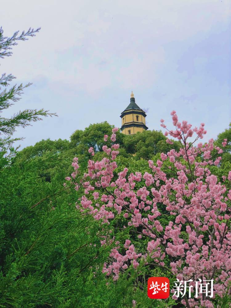 樱花盛开惹人醉镇江宝塔山公园樱花已入佳境