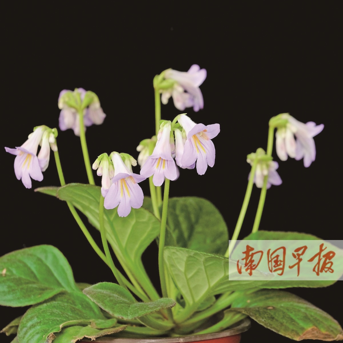 3种报春苣苔获得植物新品种权系广西自主选育品种