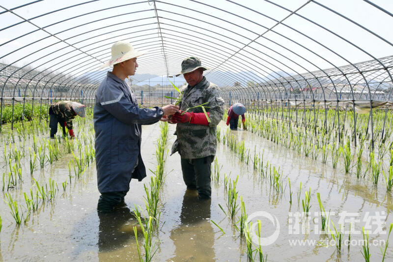 春分时节育种忙5