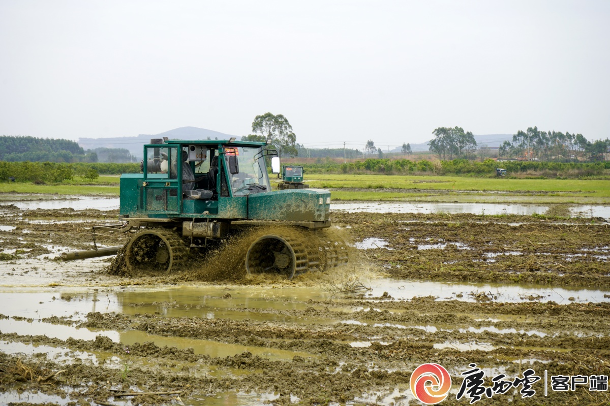 桂中粮仓来宾市象州县早稻插秧忙