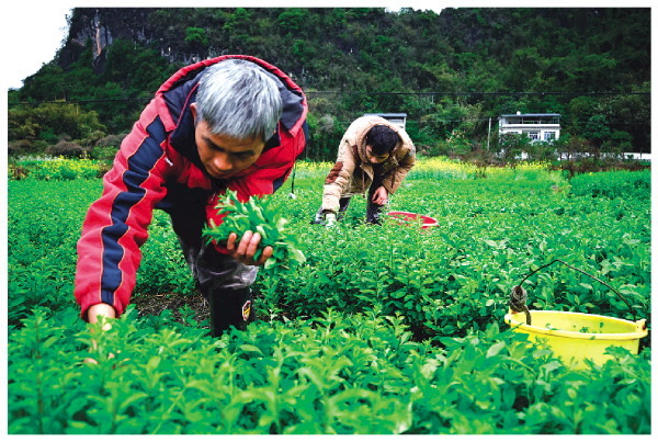 广西大叶枸杞菜种植图片