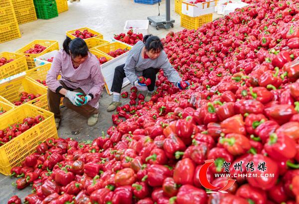 近日,在贺州市平桂区现代农业产业园,工人们正在熟练地采摘,分拣,打包