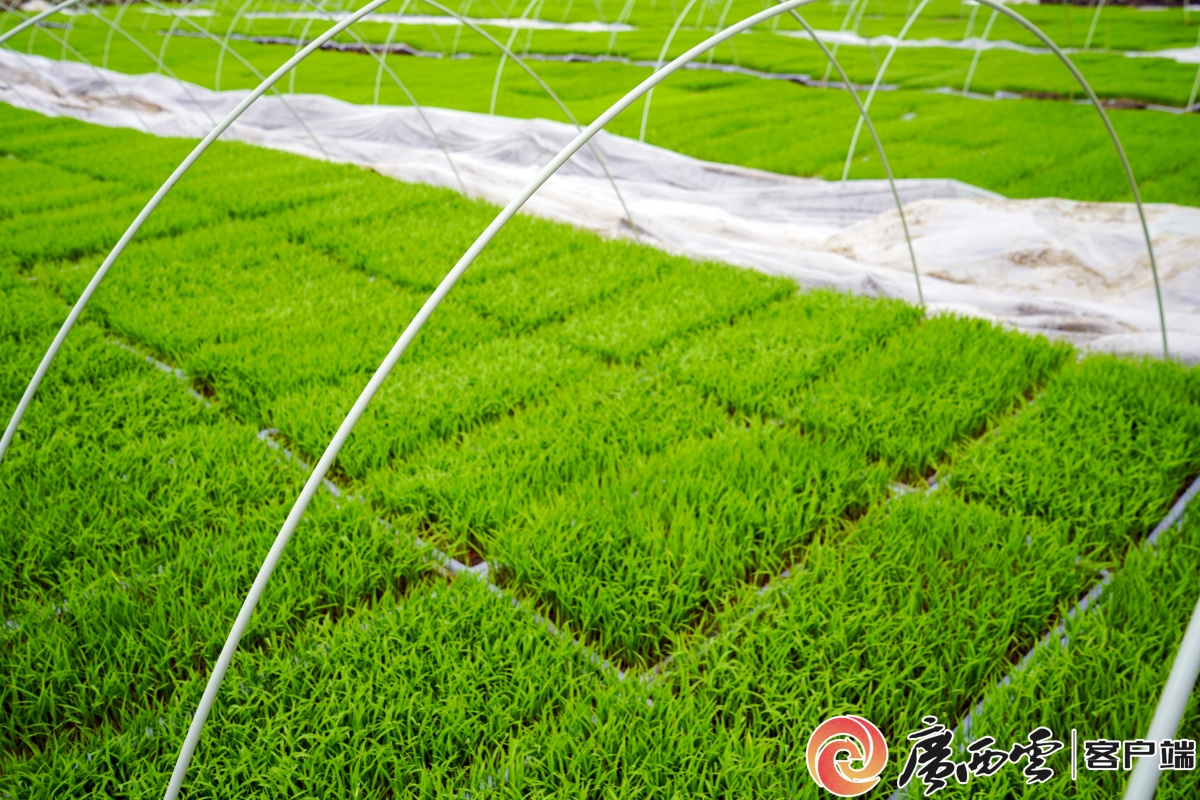 桂中粮仓来宾市象州县早稻插秧忙