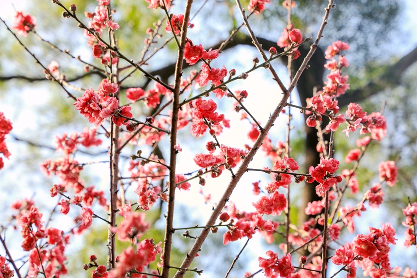 广西南宁桃花盛开满眼春