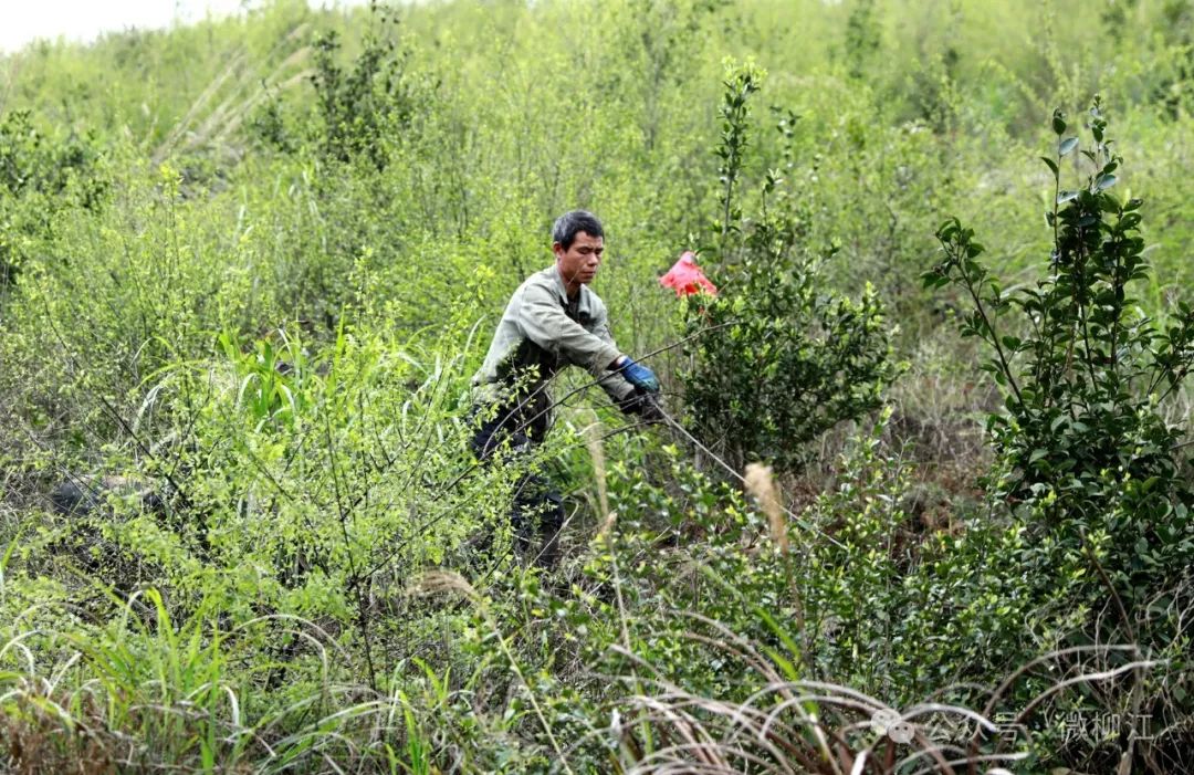 3月20日,记者走进土博镇北隆村北伍屯,沿着村屯产业路来到柳江区土博