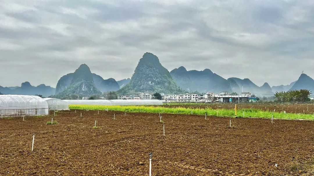 柳州市柳南区太阳村镇:春耕,春收两头忙!-广西新闻网