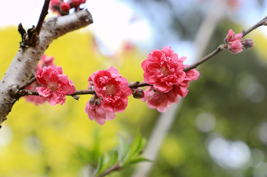 广西南宁桃花盛开满眼春