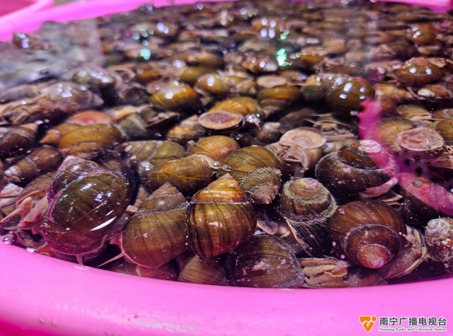 明前螺赛肥鹅嗦一盘田螺唤醒春日的鲜美味道