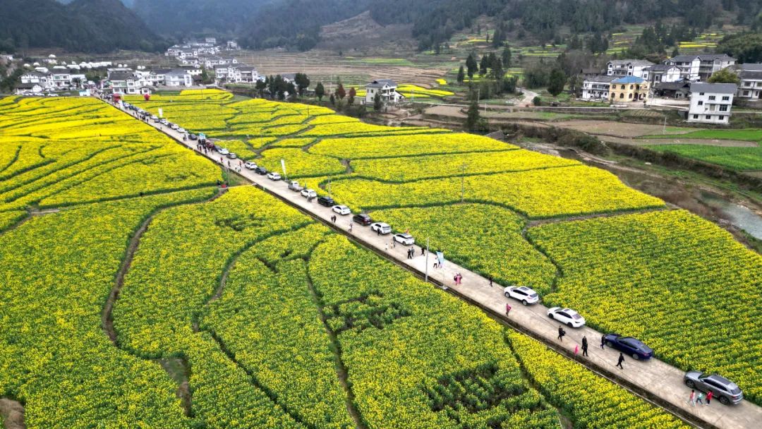 奔赴花海快来湄潭西河赴一场春天的约会2