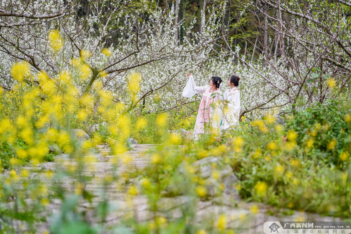 3500亩牛心李花盛放凌云县逻楼镇歌顶村成春季赏花新热点