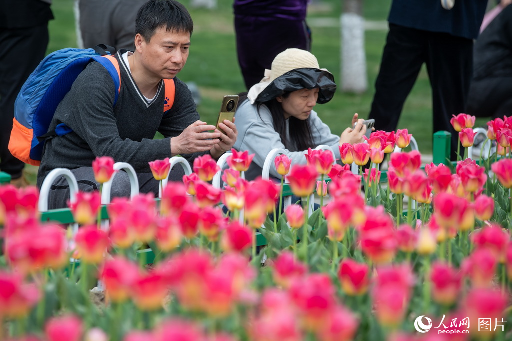 3月23日正值周末,位于浙江平湖的樱花小镇,2万棵樱花10万株郁金香竞相