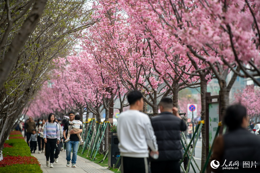 3月23日正值周末,位于浙江平湖的樱花小镇,2万棵樱花10万株郁金香竞相
